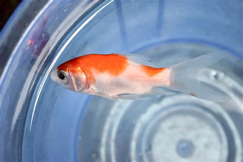 金魚死前徵兆|金魚會死的11個原因(11 reasons why goldfish will die)